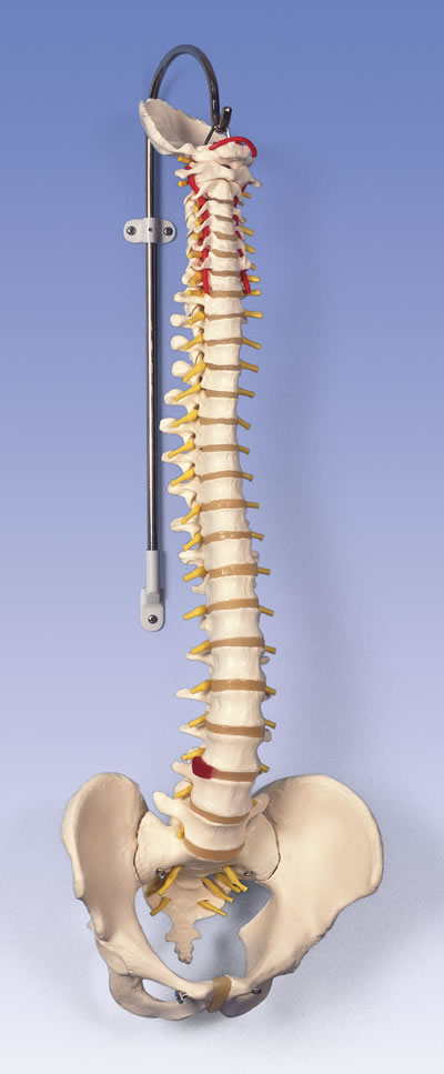 进口经典活动脊柱模型-德国3B-A58/1