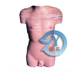 男性躯干断层解剖横切面模型