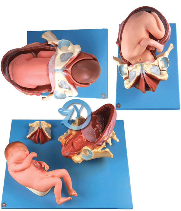 足月胎儿分娩过程模型