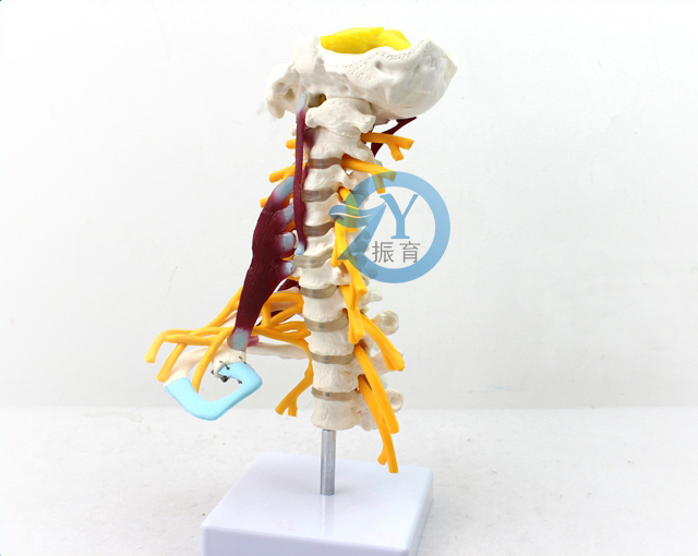 颈椎肌肉附神经模型