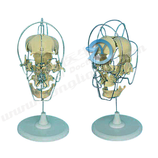 成人分离头颅骨模型