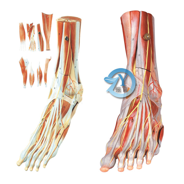 足肌附主要血管神经模型