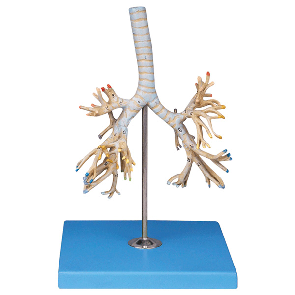 支气管树模型