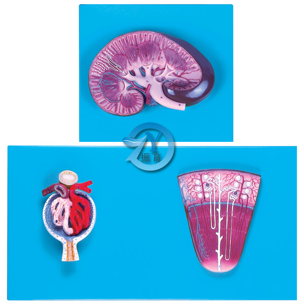 肾与肾单位、肾小球放大模型
