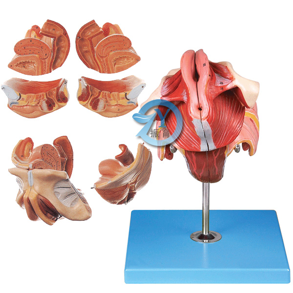 女性生殖器官结构模型