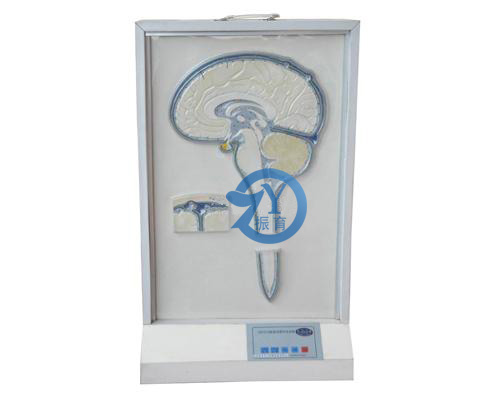 脑脊液循环电动模型
